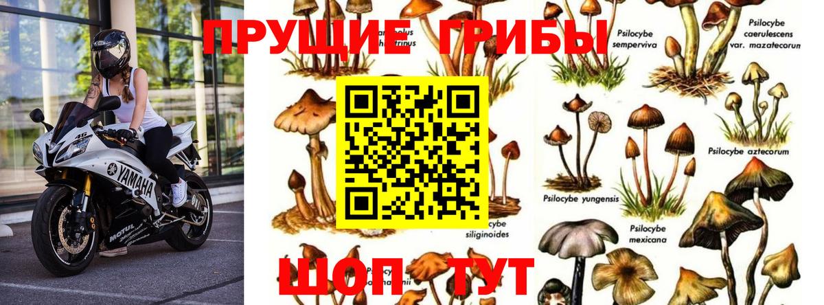 Галлюциногенные грибы GOLDEN TEACHER  Галлюциногенные грибы Magic Shrooms  Вход с VPN  Карпинск 